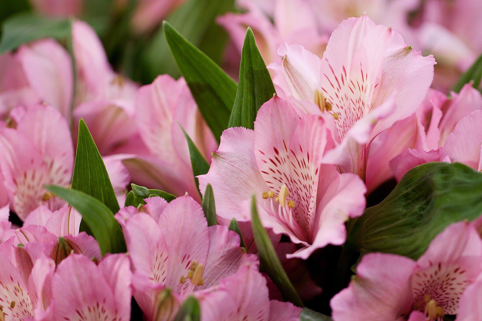 Freesia Flower Meaning and Facts Flying Flowers